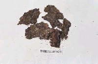 藏品(白鱗蘚屬)的圖片